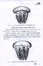 The Relationship Between Scyphomedusae Biology and Human Beings in China Seas [Chinese]