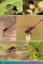 The Dragonflies and Damselflies of Eastern Africa