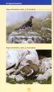 Die Vögel Mitteleuropas Sicher Bestimmen [Identifying the Birds of Central Europe with Confidence] (2-Volume Set)