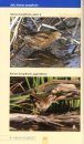 Die Vögel Mitteleuropas Sicher Bestimmen [Identifying the Birds of Central Europe with Confidence] (2-Volume Set)