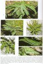 Les Fougères (Polypodiales) du Sud de la Drôme [The Polypod Ferns (Polypodiales) of the South of Drôme]