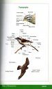 Birds of Maharashtra