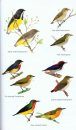 Birds of Nepal