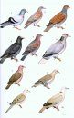 Guide to the Birds of Honduras