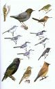 Guide to the Birds of Honduras