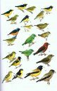 Guide to the Birds of Honduras