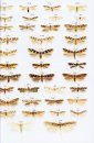 Microlepidoptera of Europe, Volume 7