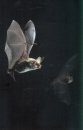 Wimperfledermaus, Bechsteinfledermaus und Mopsfledermaus: Einblicke in die Lebensweise Gefährdeter Arten in Baden-Württemberg [Geoffroy's Bat, Bechstein's Bat and Barbastelle: Insights into the Lives of Endangered Species in Baden-Württemberg]