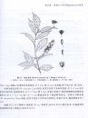 Fujian Endemic Trees [Chinese]