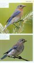 American Birding Association Field Guide to Birds of Pennsylvania