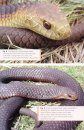 Snakes of Tasmania