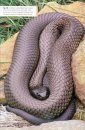 Snakes of Tasmania