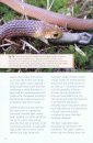 Snakes of Tasmania
