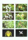 The Checklist of Cultivated Plants of Shanghai Chenshan Botanical Garden
