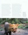 Wild Cats of the World