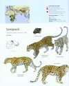 Wild Cats of the World
