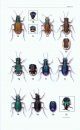 A Field Guide to the Tiger Beetles of the United States and Canada