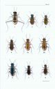 A Field Guide to the Tiger Beetles of the United States and Canada