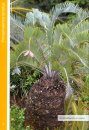 Identification of Indigenous Cycads of South Africa
