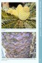 Identification of Indigenous Cycads of South Africa