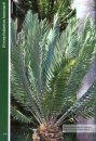 Identification of Indigenous Cycads of South Africa