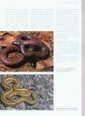 Tous les Serpents du Monde [The New Encyclopedia of Snakes]