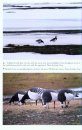 The Barnacle Goose