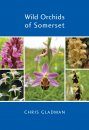 Wild Orchids of Somerset
