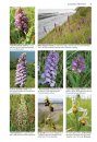 Wild Orchids of Somerset