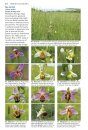 Wild Orchids of Somerset