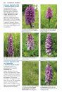 Wild Orchids of Somerset