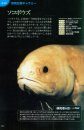 The Mystical World of the Deep Sea and Its Denizens [Japanese]