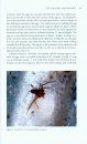 The Brown Recluse Spider