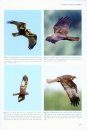 Flight Identification of Raptors of Europe, North Africa and the Middle East