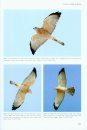 Flight Identification of Raptors of Europe, North Africa and the Middle East