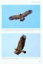 Flight Identification of Raptors of Europe, North Africa and the Middle East