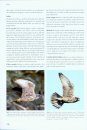 Flight Identification of Raptors of Europe, North Africa and the Middle East
