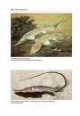 Fishes of Afghanistan