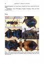 ZooKeys 455: An Anotated Checklist of the Chrysidid Wasps (Hymenoptera, Chrysididae) from China