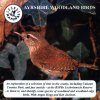 Ayrshire Woodland Birds