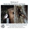Birdsong of Welsh Oak Woodlands & Marsh