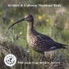 Ayrshire & Galloway Moorland Birds