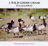 A Wild Goose Chase in Galloway