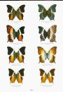 Butterflies of the World, Part 40: Nymphalidae XXIV: Charaxes VII. Palla and Euxanthe (Afrotropical Charaxinae)