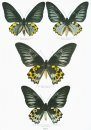Butterflies of the World, Part 41: Papilionidae XV: Troides V and Trogonoptera