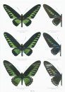 Butterflies of the World, Part 41: Papilionidae XV: Troides V and Trogonoptera