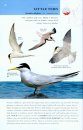 Collins BTO Guide to British Birds