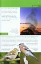 Collins BTO Guide to British Birds