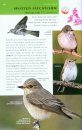 Collins BTO Guide to British Birds