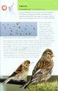 Collins BTO Guide to British Birds